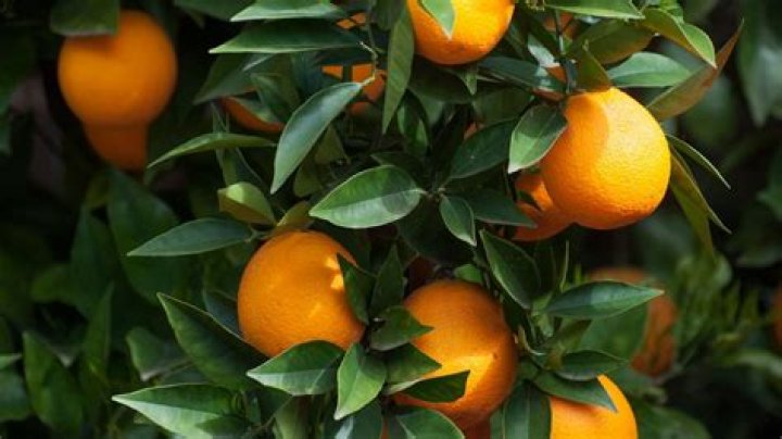 
How are psyllids affecting California’s citrus trees? Details explored as CDFA issues guidelines to prevent spread of deadly disease 