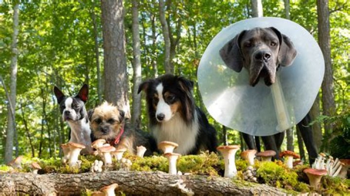 The Strays ending explained: A full circle, once again