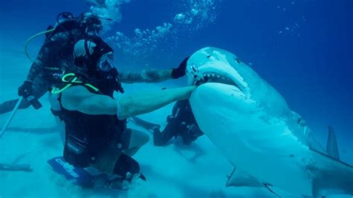 What Happened To Paul de Gelder? Shark Attack Survivor Biography Details To Know