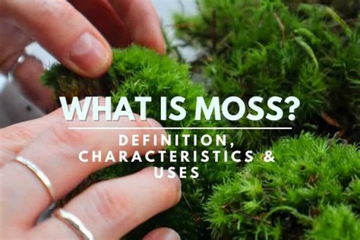 
Who are Lottie Mosss Parents? Lottie Moss Biography, Parents Name, Nationality and More 